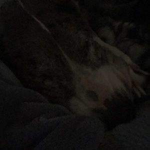 Meet your Posher, Gretta